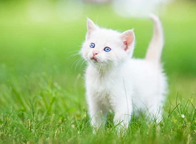 Wallpaper kitten, cute animals, grass, 5k, Animals 862815764